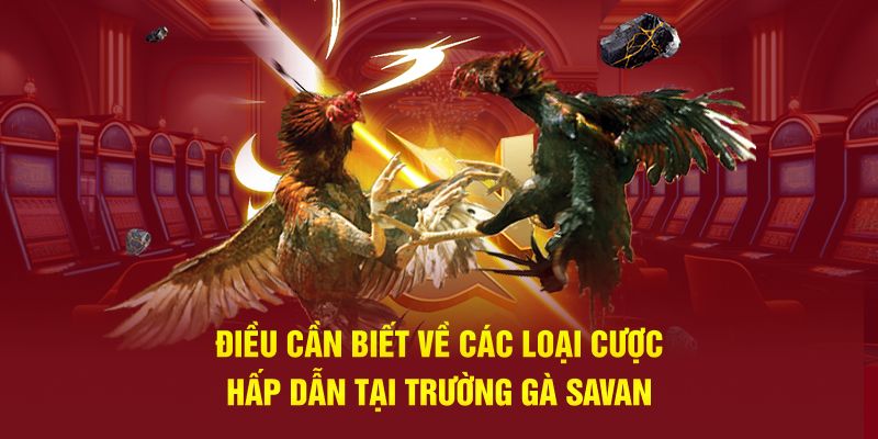 Điều cần biết về các loại cược hấp dẫn tại trường gà Savan