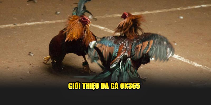 Giới thiệu đá gà OK365 