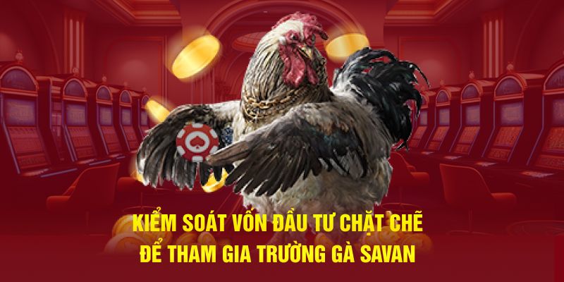 Kiểm soát vốn đầu tư chặt chẽ để tham gia trường gà Savan