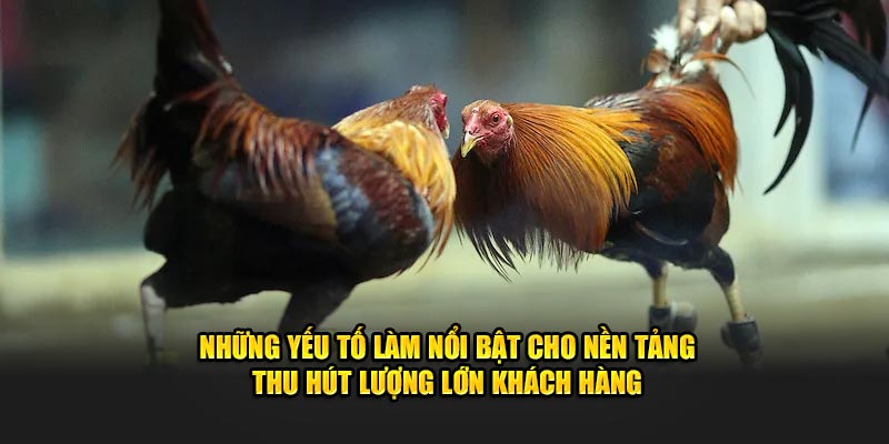 Những yếu tố làm nổi bật cho nền tảng thu hút lượng lớn khách hàng